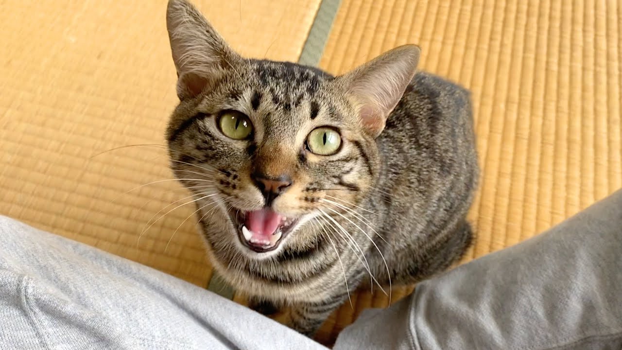 子猫が顔めがけて襲いかかってきて最悪の事態に...