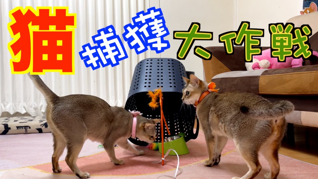 シンガプーラに罠を仕掛けてみた☆