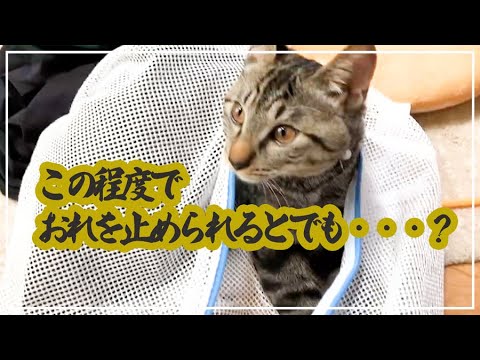 猫って洗濯ネットで大人しくなるって聞いたんですが・・・？