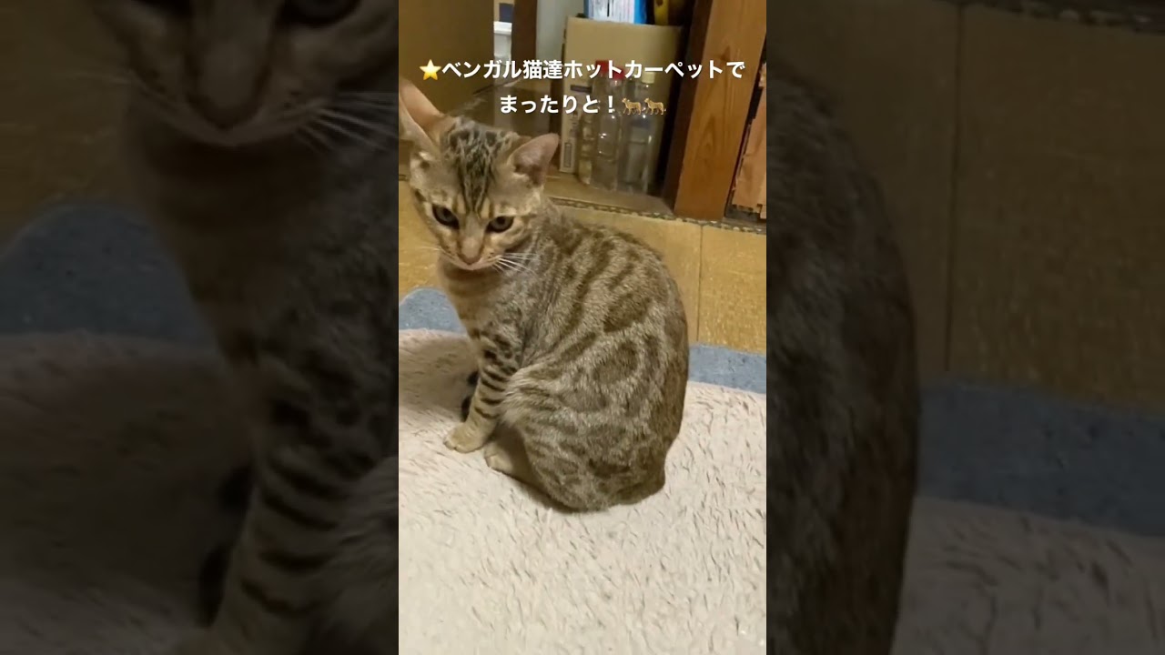 #ベンガル猫 #bengali #  cat★ベンガル猫達ホットカーペットでまったりと！（Bengal）🐆🐆（２０２３０１２０ー４）＊兄弟子猫のオスのレオちゃんは、tanabata77さん下記へ↷