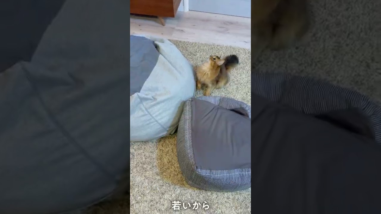 #217　翔んでソマリ