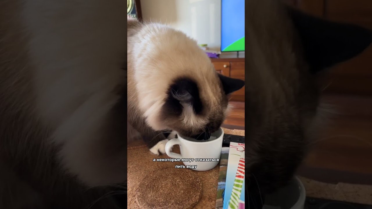 Где нужно ставить кошачью миску для воды