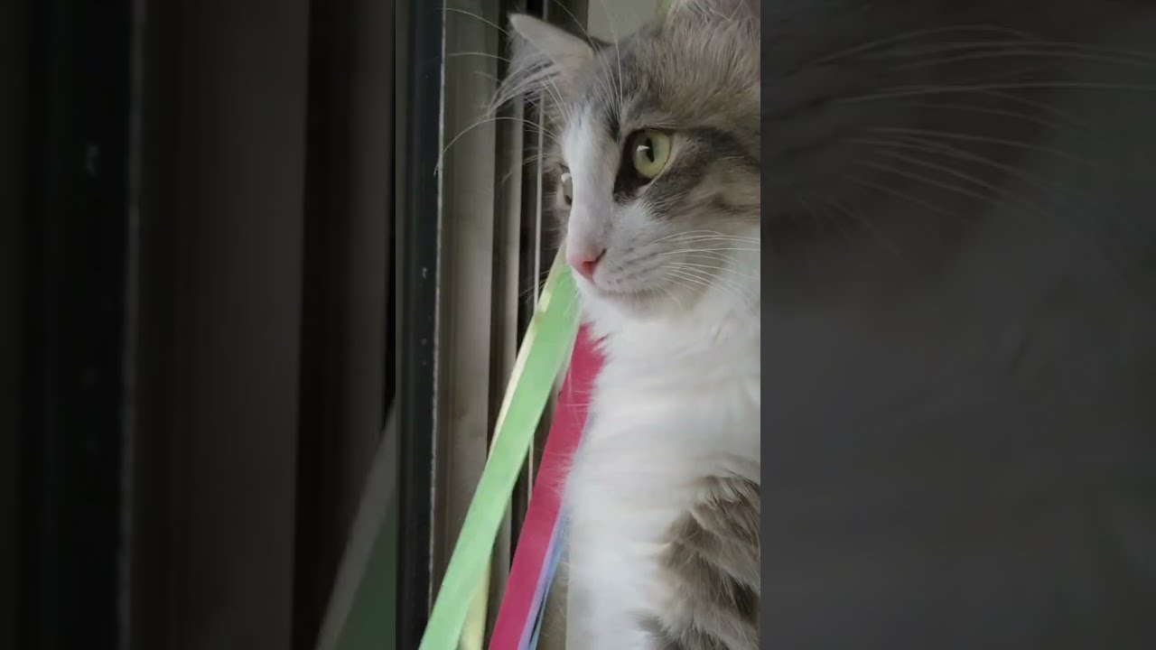 こんなに違う！猫の横顔比べ。【ミヌエット＆ノルウェージャンフォレストキャット】＃Shorts
