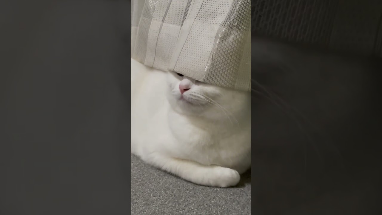 一応隠れてるつもりのネコ #shorts #スコティッシュフォールド #白猫 #猫 #cat