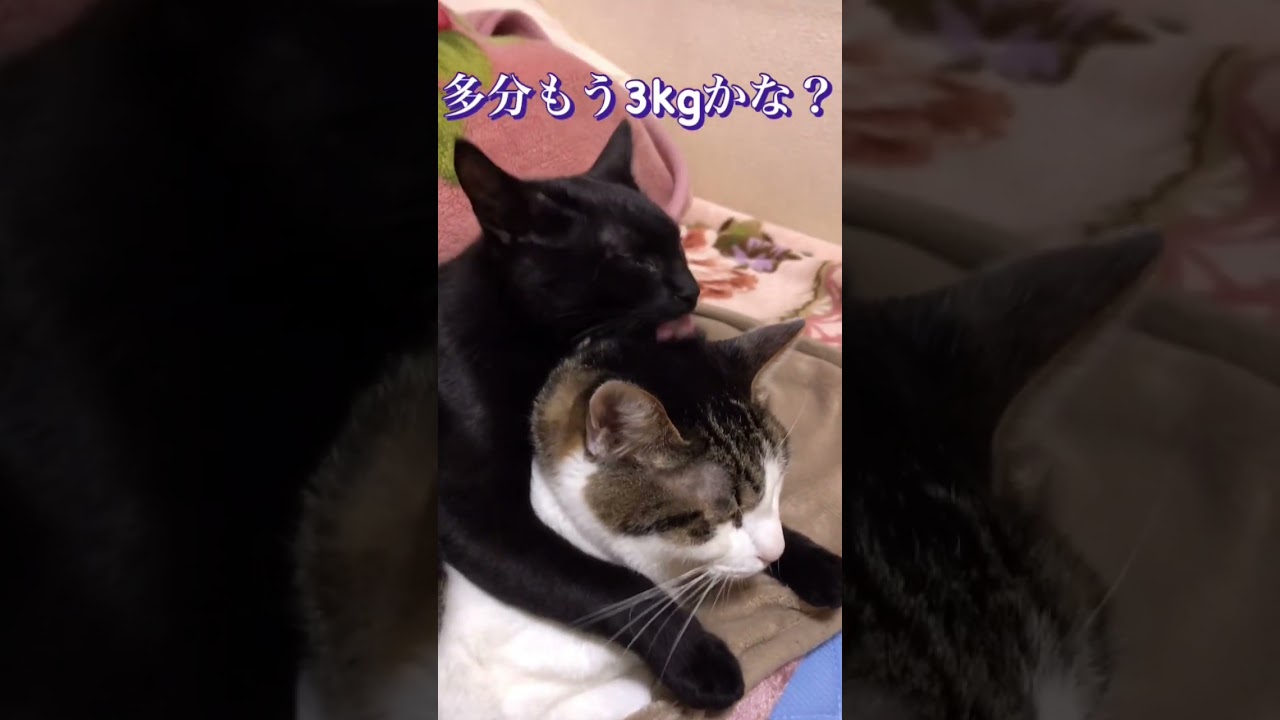 先住猫に乗っかりながら毛づくろいしてあげる子猫さん【ほのぼの】