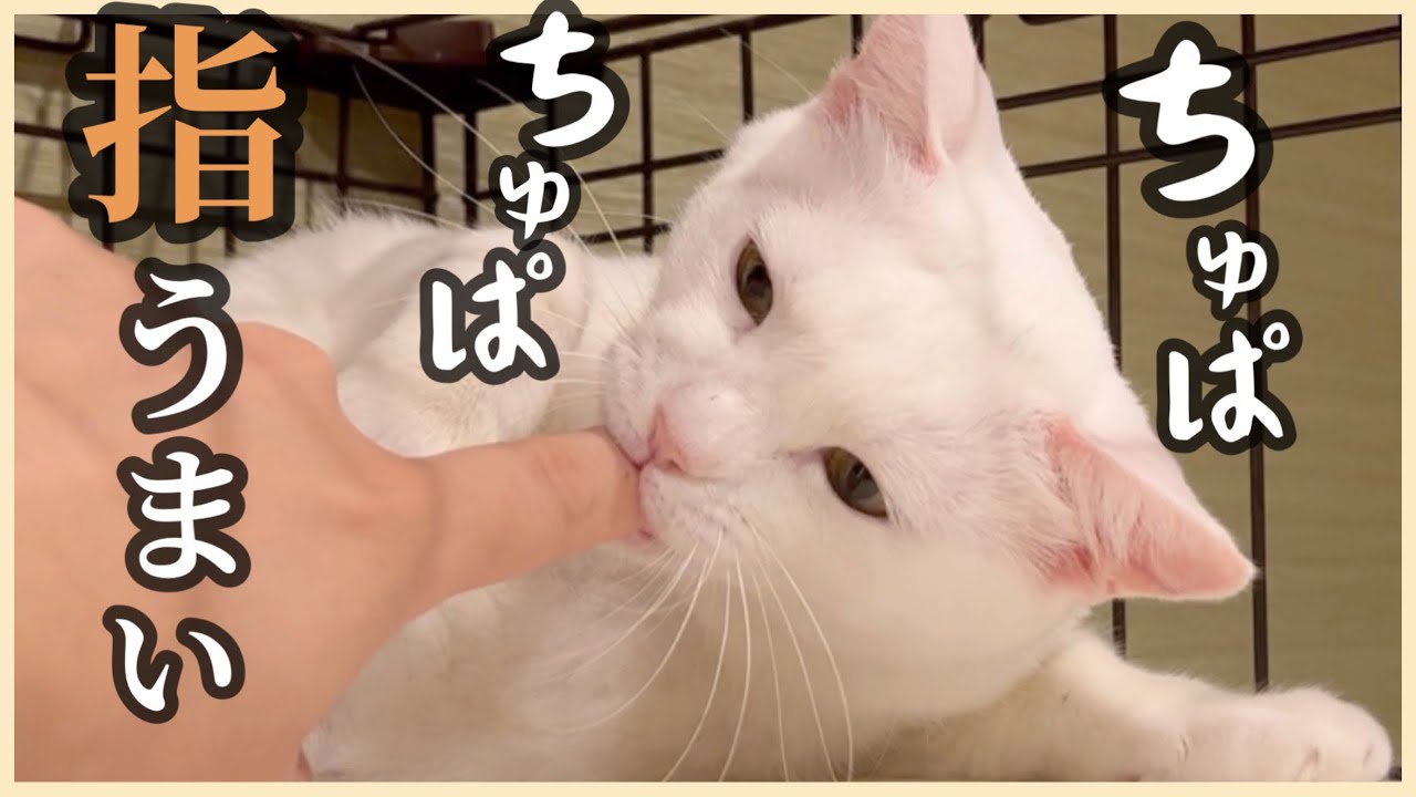 【仲良し作戦Ⅱ】元野良猫リリーに美顔ローラーしてあげたらとろけちゃいました…