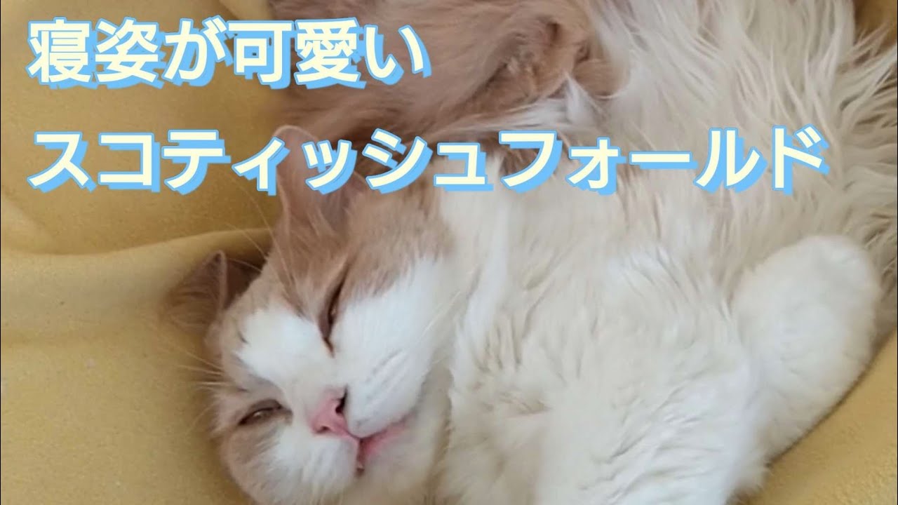 寝方が可愛い【スコティッシュフォールド】