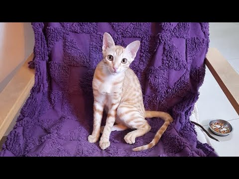 Brown cat on BlackCat - (Milagrow BlackCat Robot Vaccum)