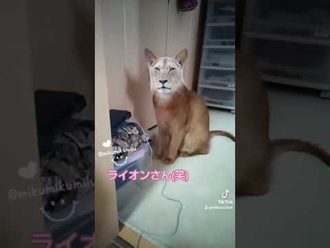 ティックトックで猛獣に変身😻　20210501　 #Shorts #cat #Abyssinian #猫 #アビシニアン #短足マンチカン #キジトラ