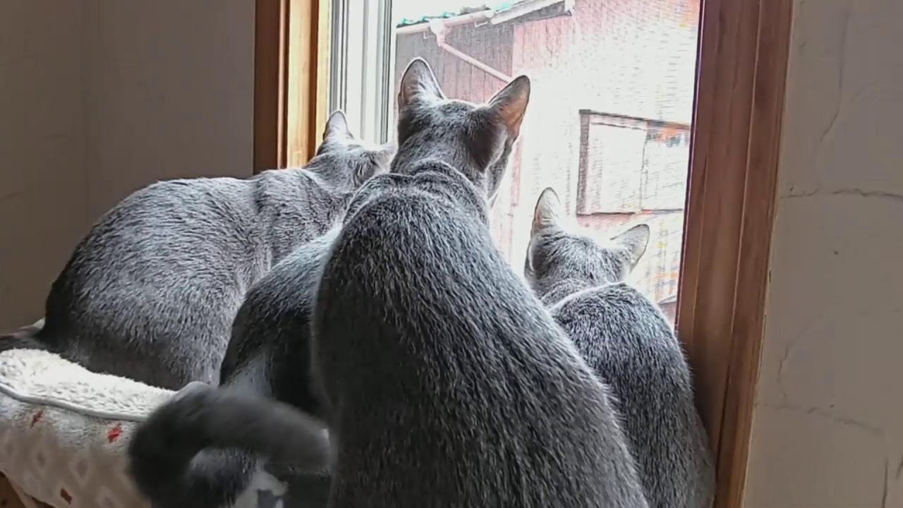 生後198日目 ロシアンブルー子猫 寒いね My kitten's diary. Russian Blue