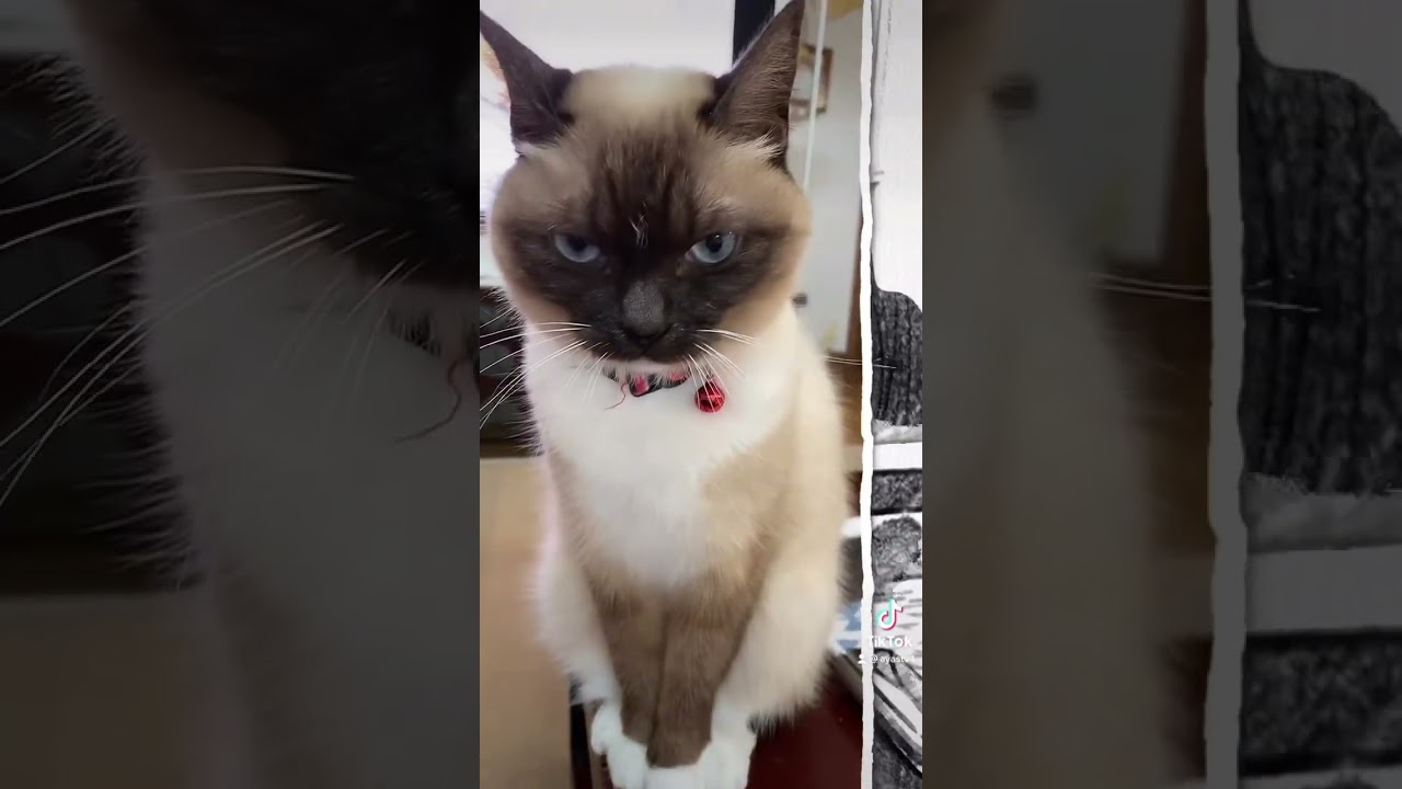 #猫動画 #ねこ #猫のいる暮らし #シャムミックス #シャム猫 #shorts