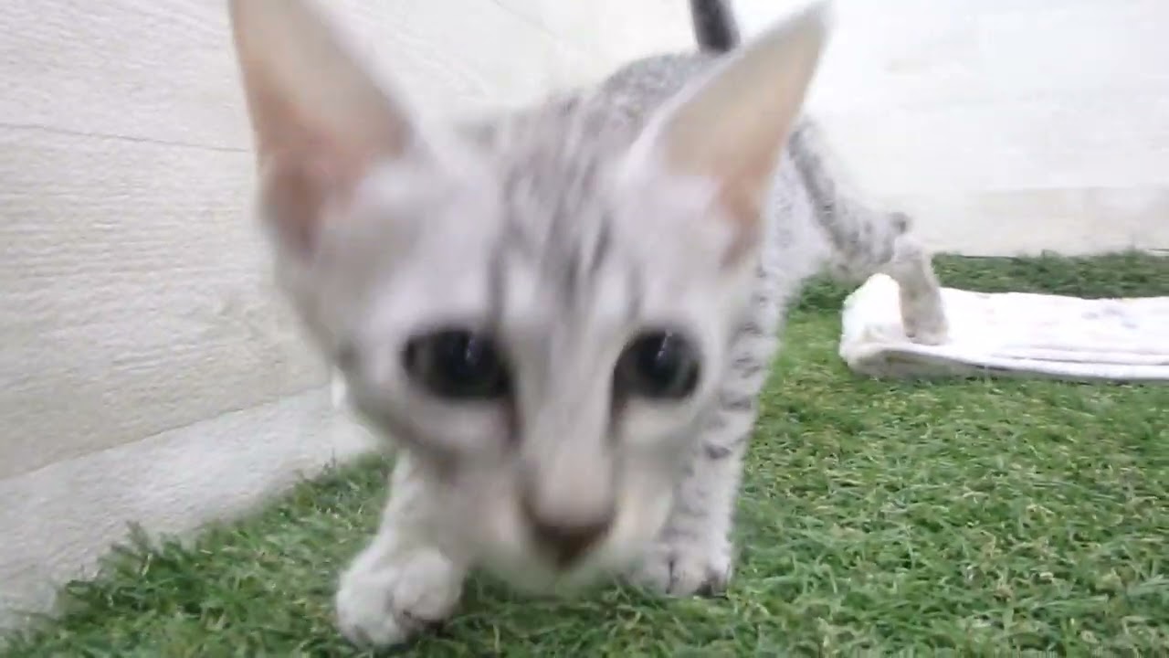 00608707 エジプシャンマウ