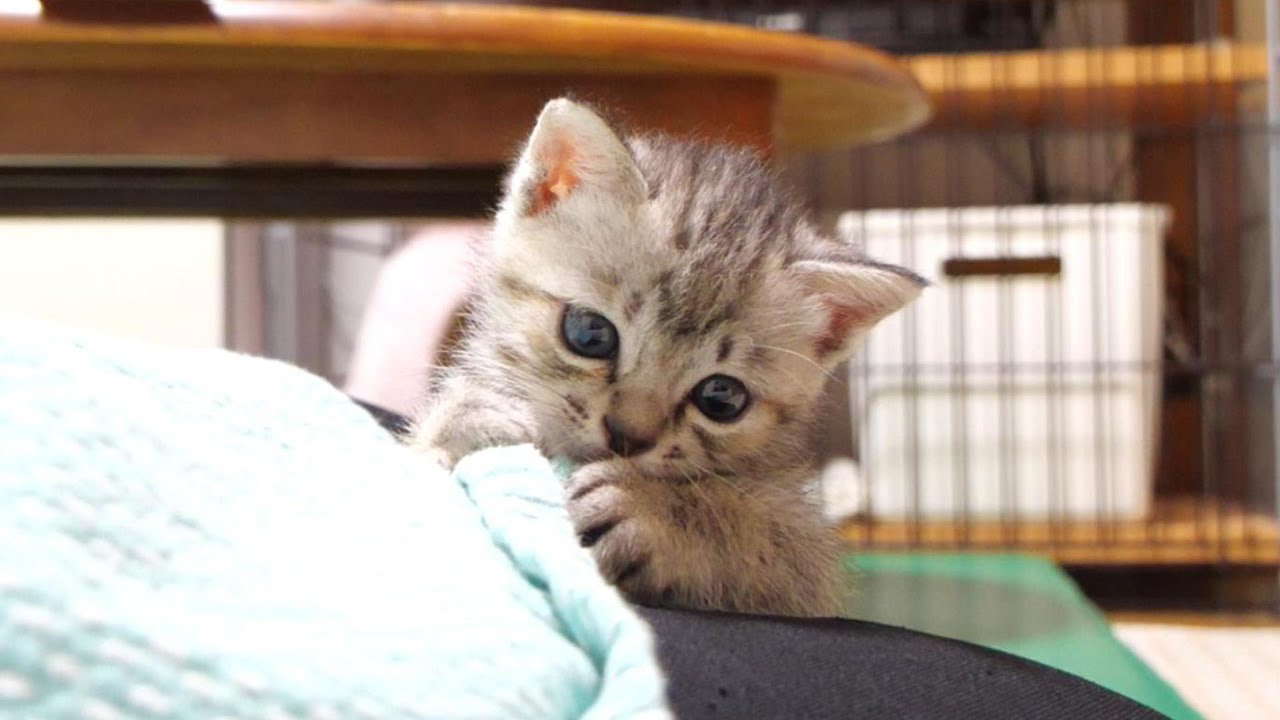 夜中に小腹が空いた子猫にミルクの準備をしていると嬉しそうにママに近づく【赤ちゃん猫　保護猫】