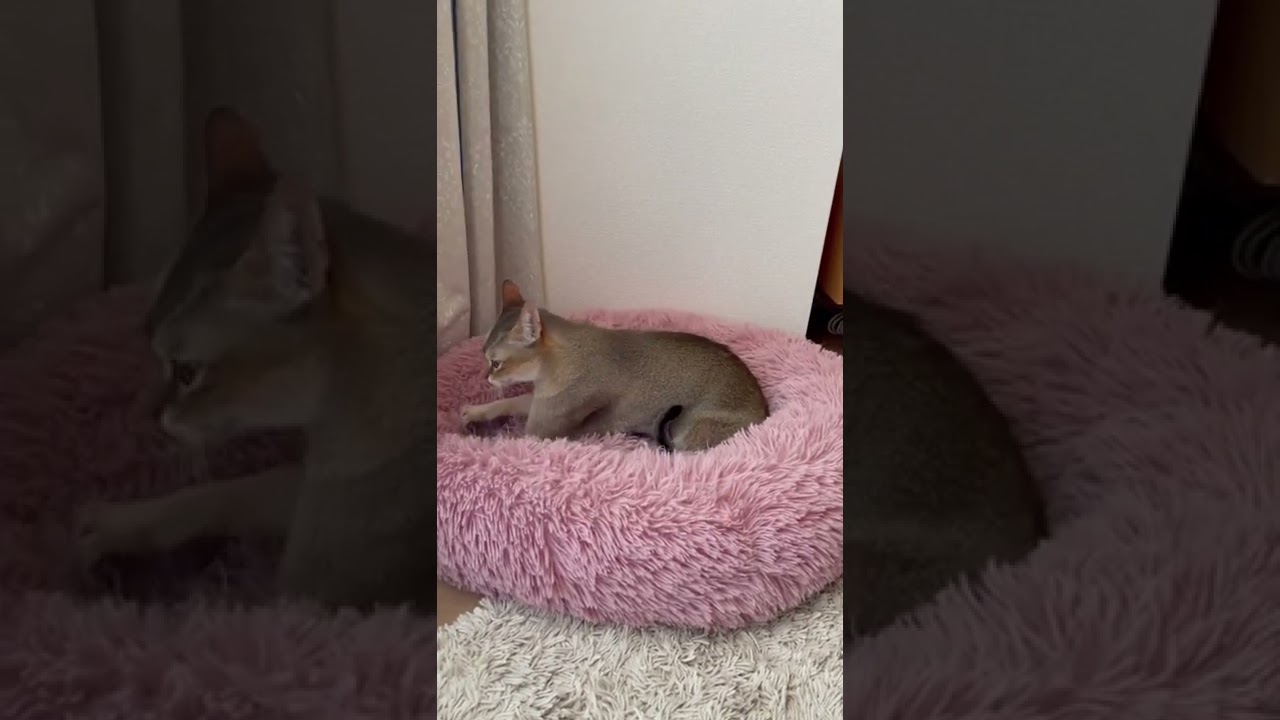 パン作りに忙しいシンガプーラ猫 #shorts #cats