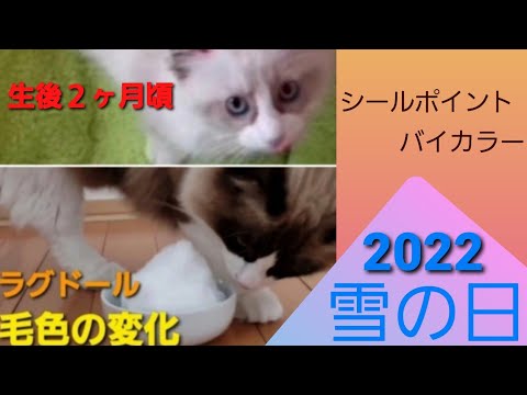 【猫 ・子猫】ラグドール・シールポイントバイカラー ・毛色の変化・降る雪を興味深そうに見るラテに雪をプレゼント　#ねこ