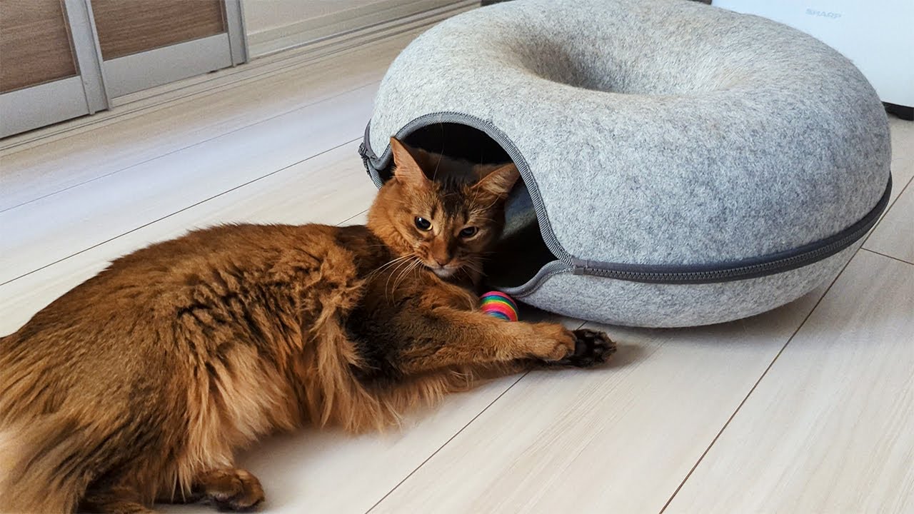 【344日目】めっちゃボール #ソマリ #cat
