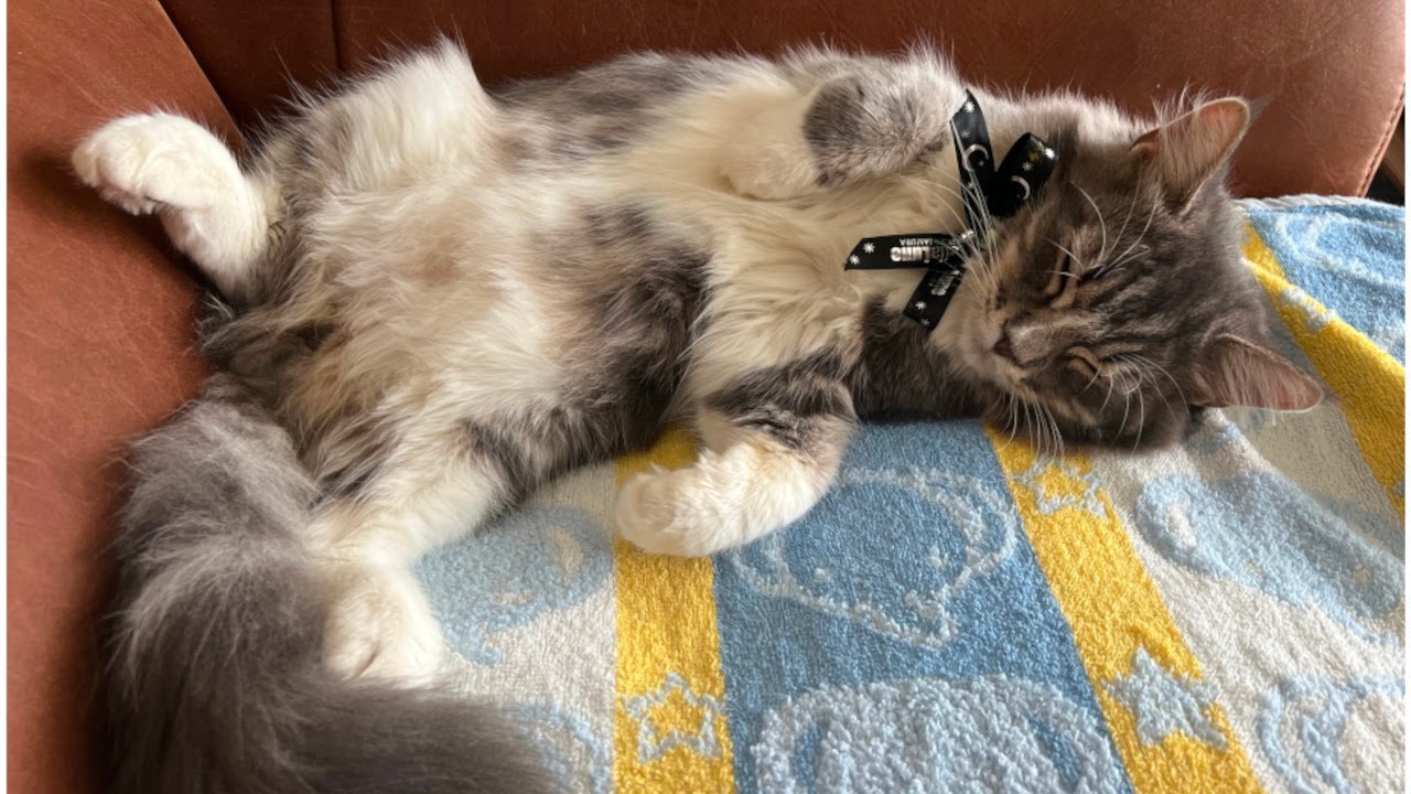 私がサイベリアンの子猫を飼った理由【かわいい/猫アレルギー】