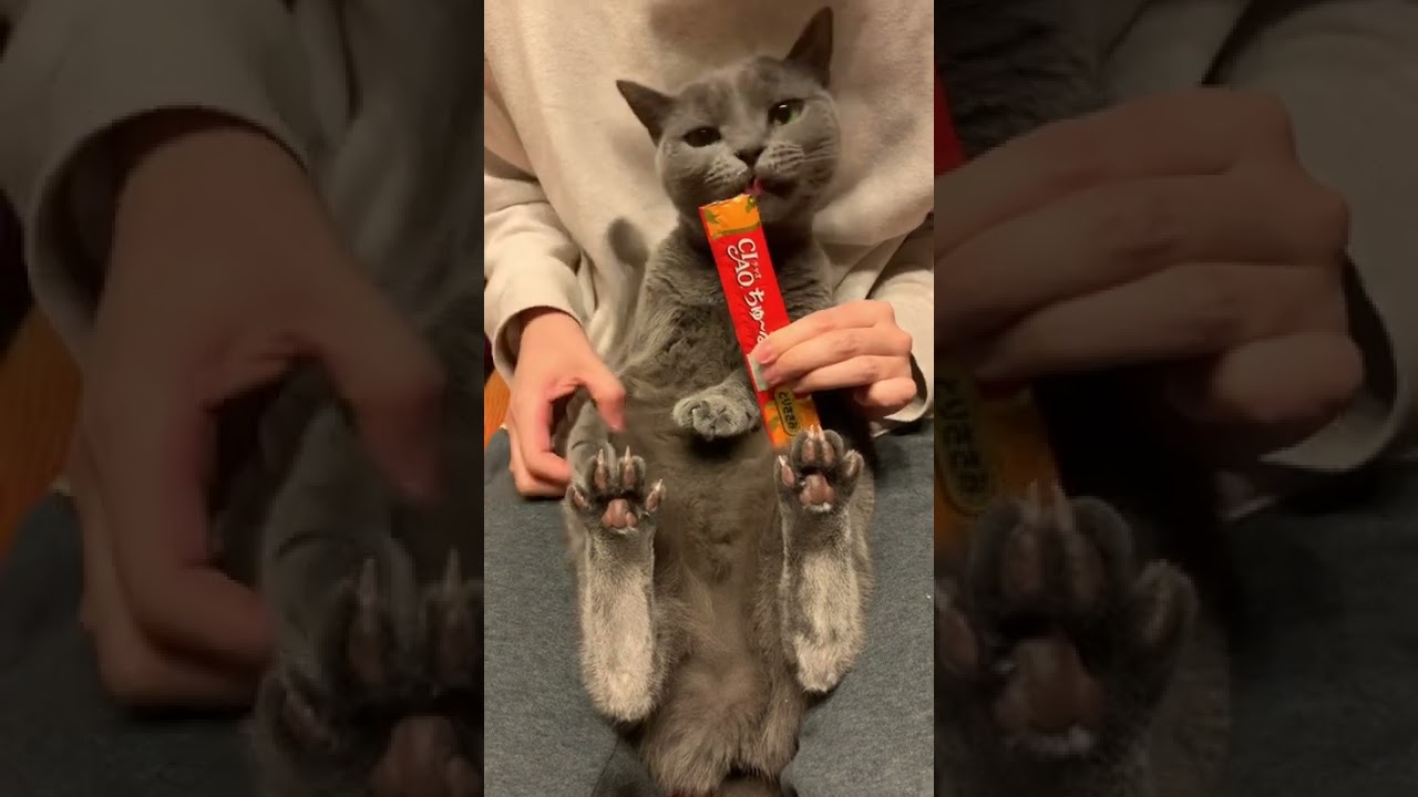 大好きなちゅーるに夢中な猫【シャルトリュー/Chartreux cat】#Shorts