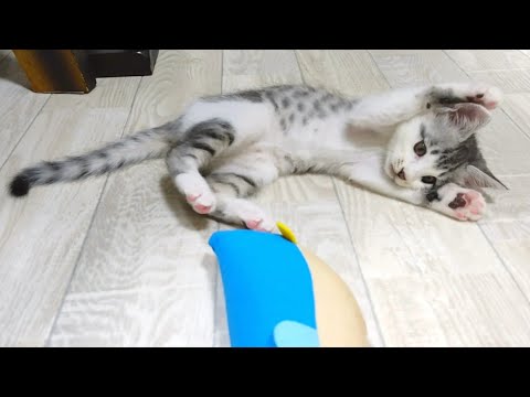 子猫はおもちゃにおもしろポーズ。かわいい姿に癒されちゃいました