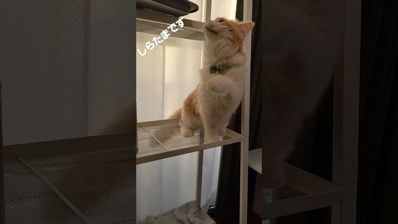 【子猫】箱入り子猫の反抗期！？#ラガマフィン #shorts #猫動画 #cat