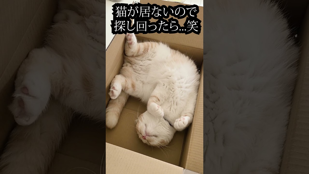 猫が居ないので探し回ったらこうなってた...笑#shorts