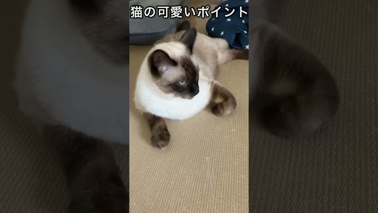 【シャム猫】ここ、カワイイと思いませんか？