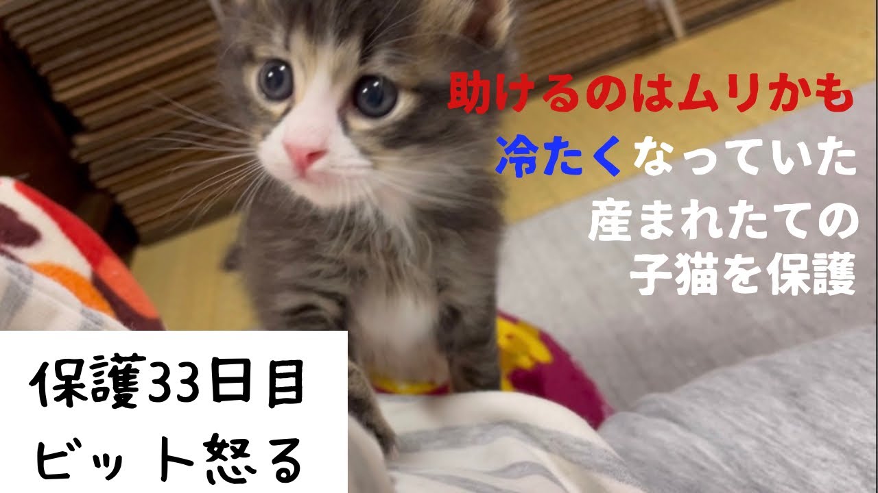 冷たくなっていた子猫の保護、33日目