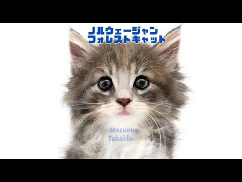 【ノルウェージャンフォレストキャット】ようこそ高井戸店へ