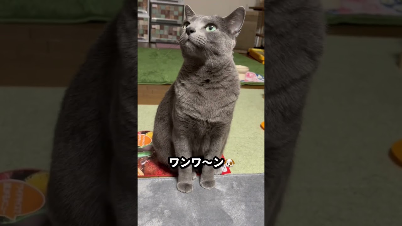 【ロシアンブルー】めろん昨夜寝る前のおねだりと今朝のおねだり😊【猫】#shorts