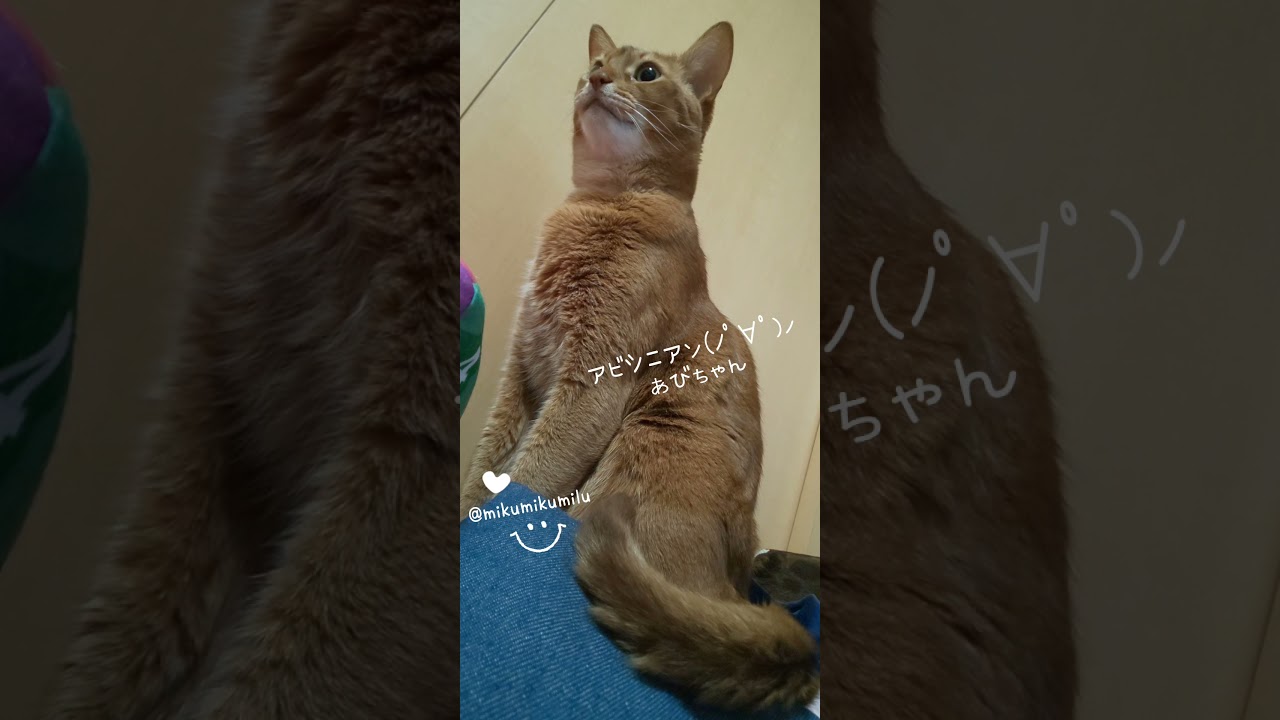 アビシニアンあびちゃん♪ 20210502  #Shorts #cat #Abyssinian #猫 #アビシニアン