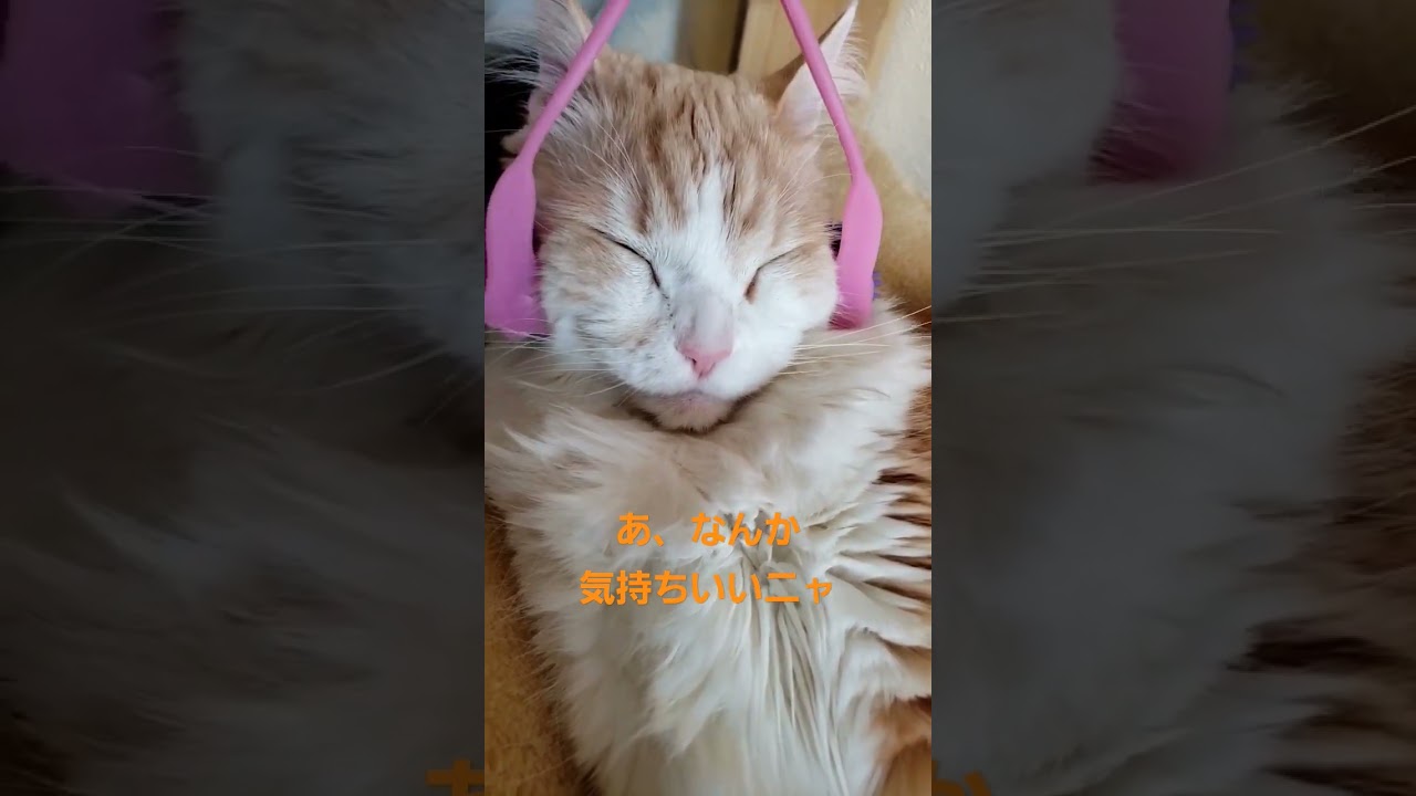 【メインクーン~Maine coon~】猫のコロコロマッサージ【チョウジ】