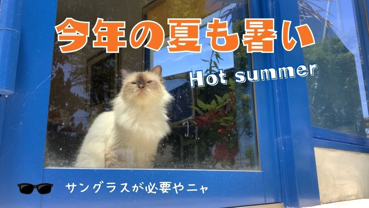 サングラスが必要かも【今年の夏も暑い】Hot summer（バーマン猫）Birman/Cat