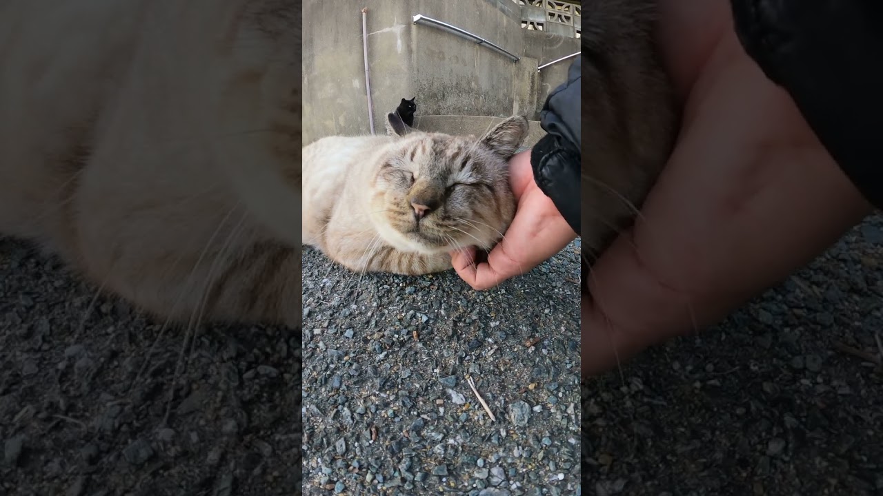 【cat】貫禄があるおじいちゃんシャム猫