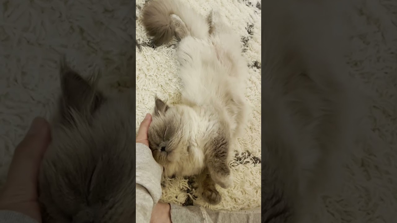 #shorts 撫でられてる時の顔が可愛すぎる猫【ヒマラヤン】