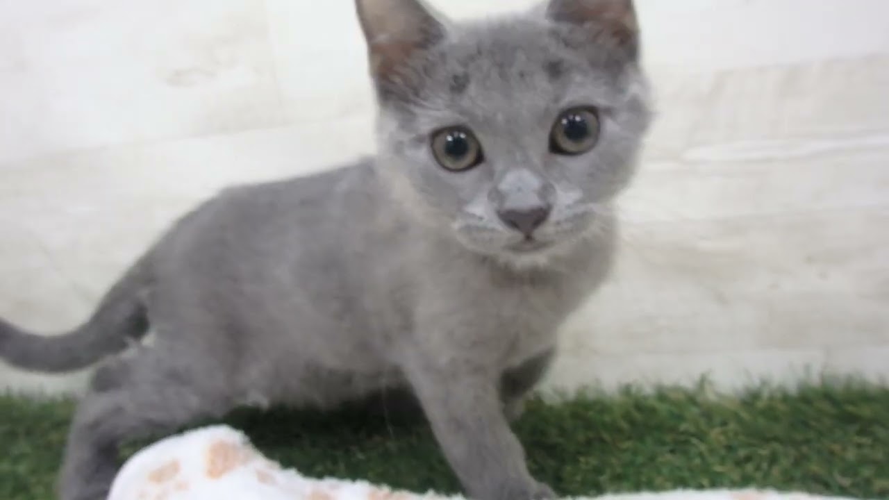 00601121 シャルトリュー