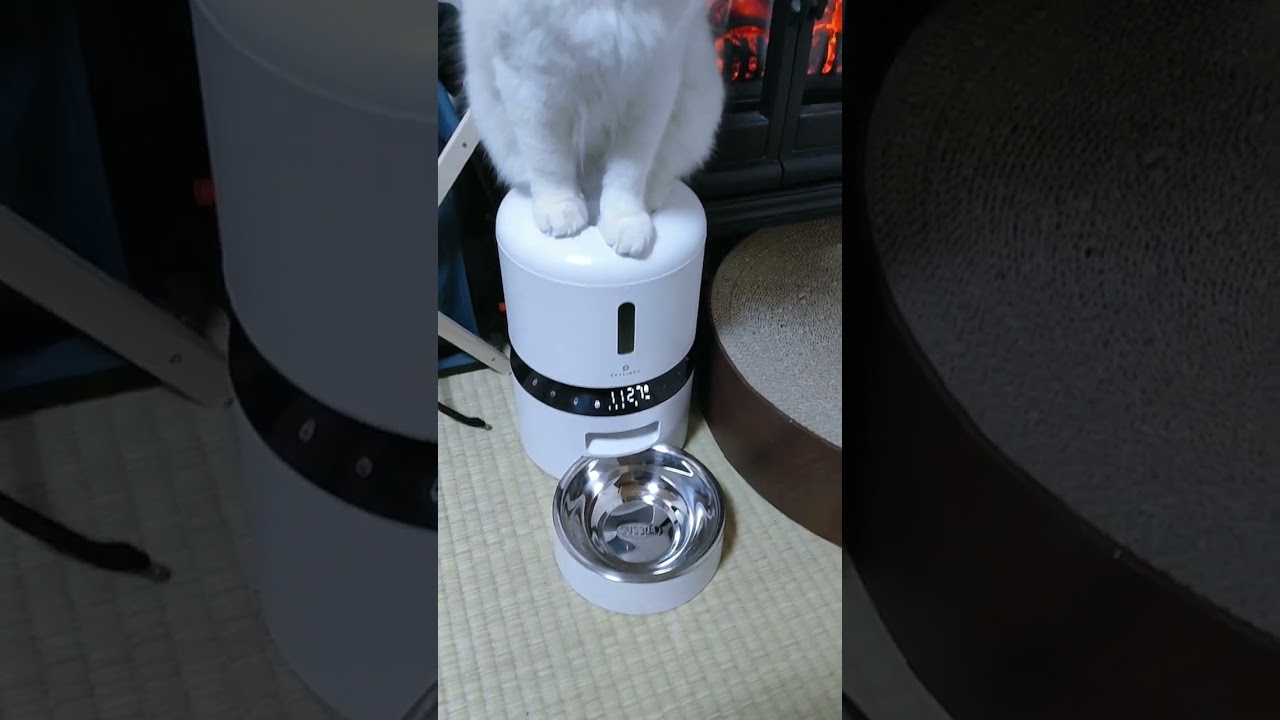 【ラグドール子猫 0歳6ヶ月】給餌器の上でご飯を待つマロ①