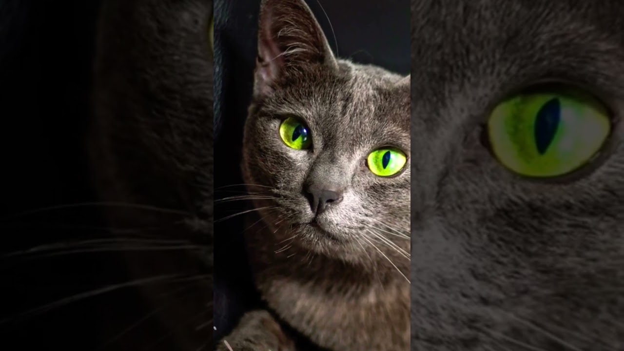 Gato da raça Korat 🐈‍⬛ uma das menores raças do mundo! #shorts #animais