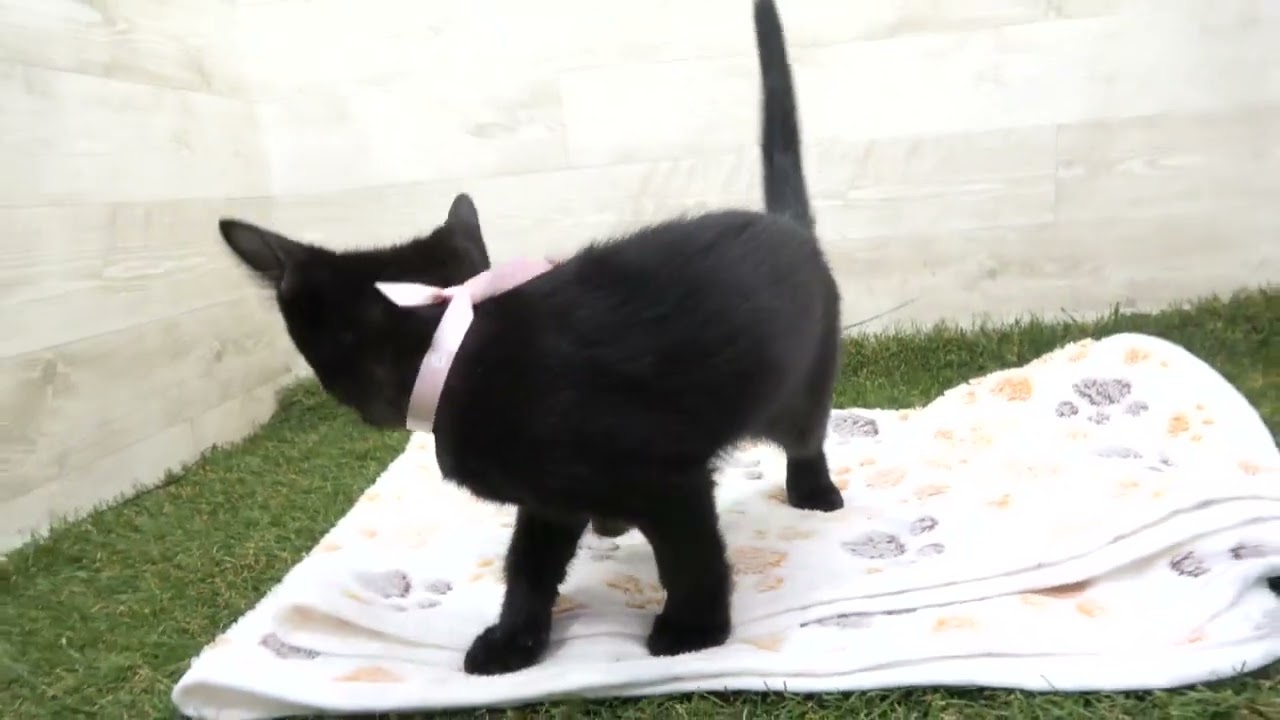 Coo&RIKU　No00615728 ボンベイ