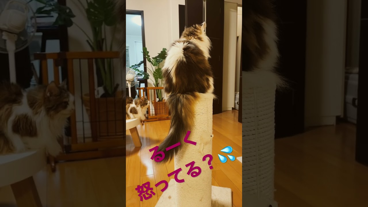 #shorts #cat#cats #ノルウェージャンフォレストキャット