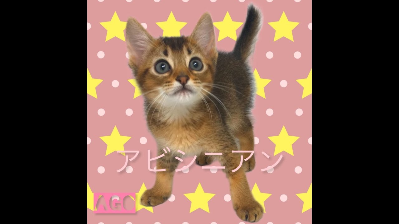 アビシニアン😸通常販売の子猫ちゃんアゴはネコ
