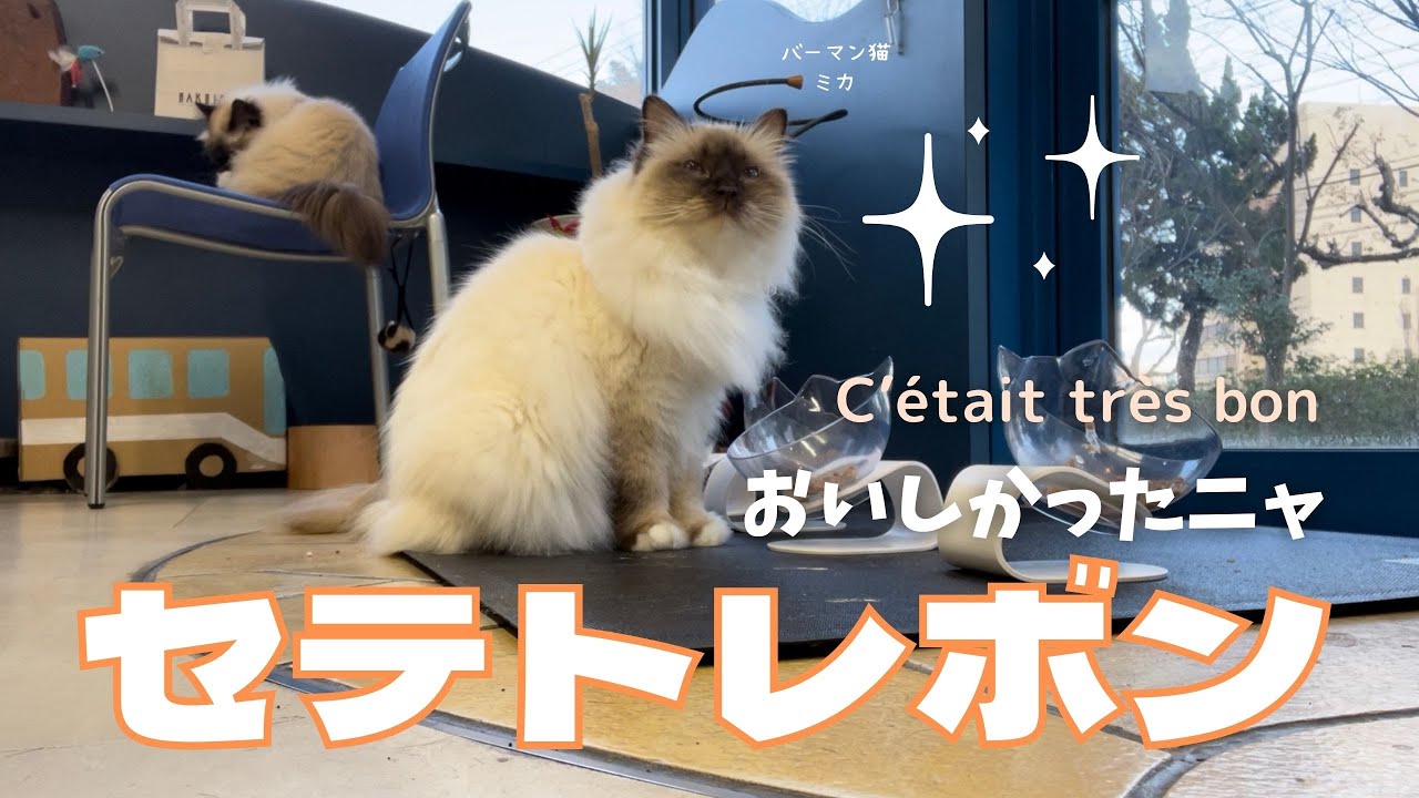 バーマン猫たちの晩ごはん【セテトレボン】C’était très bon おいしかったニャ（バーマン猫）Birman/Cat