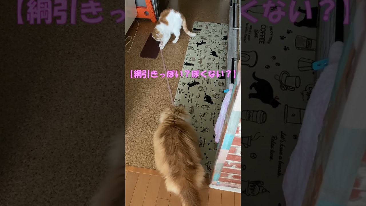 綱引きっぽい？ぽくない？ #shorts  #猫 #アメリカンカール #cat
