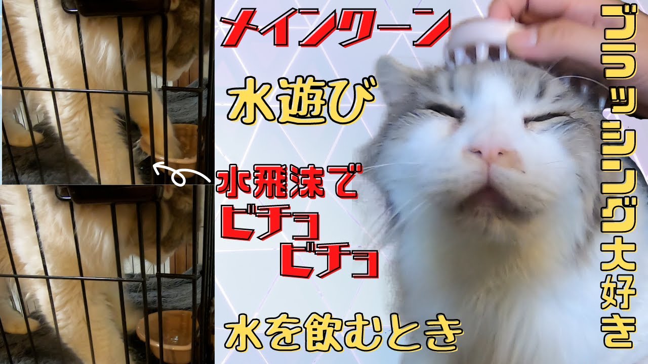 長毛メインクーンはブラッシング好き膝乗りに水遊びで床はびちょびちょ（保護猫カフェキャットスペース）中崎町　Maine coons enjoy playing in water