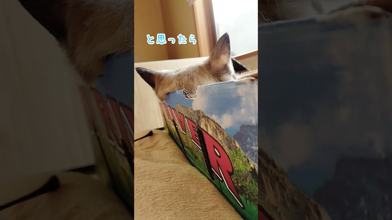 うちの猫が顔隠して寝てる〜と思ったら···あれれ？ #シャム猫 #shorts