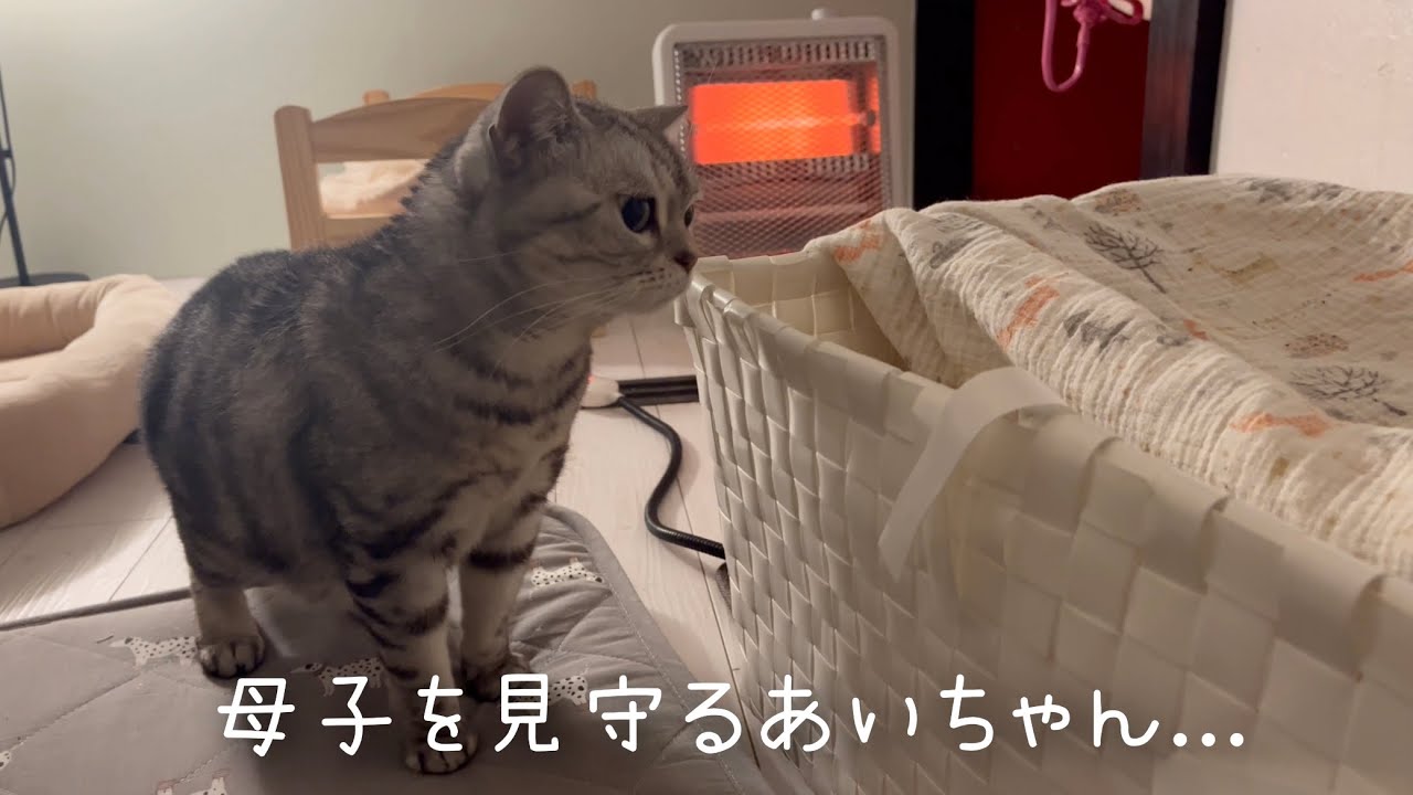 母子を見守るアメリカンショートヘアのあいちゃん❤️