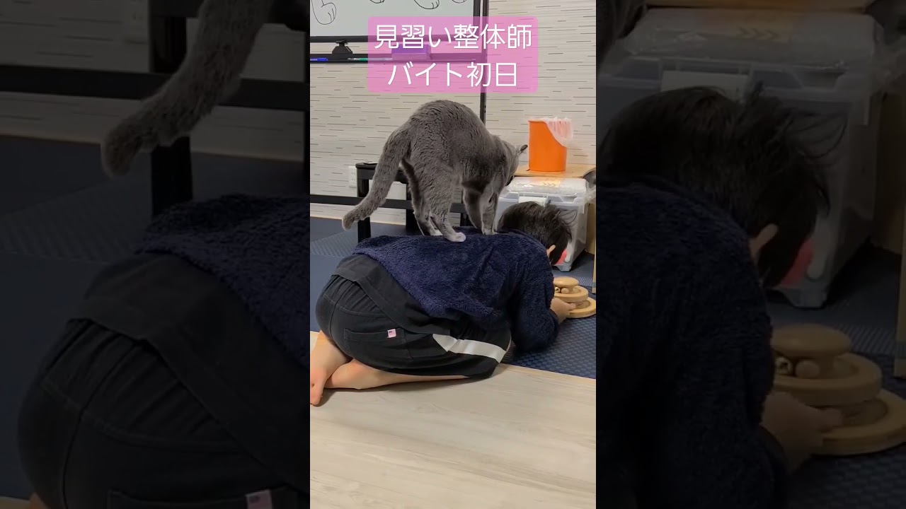 🐈‍⬛見習い整体師🔰バイト初日 4点マッサージ #猫 #ロシアンブルー #shorts