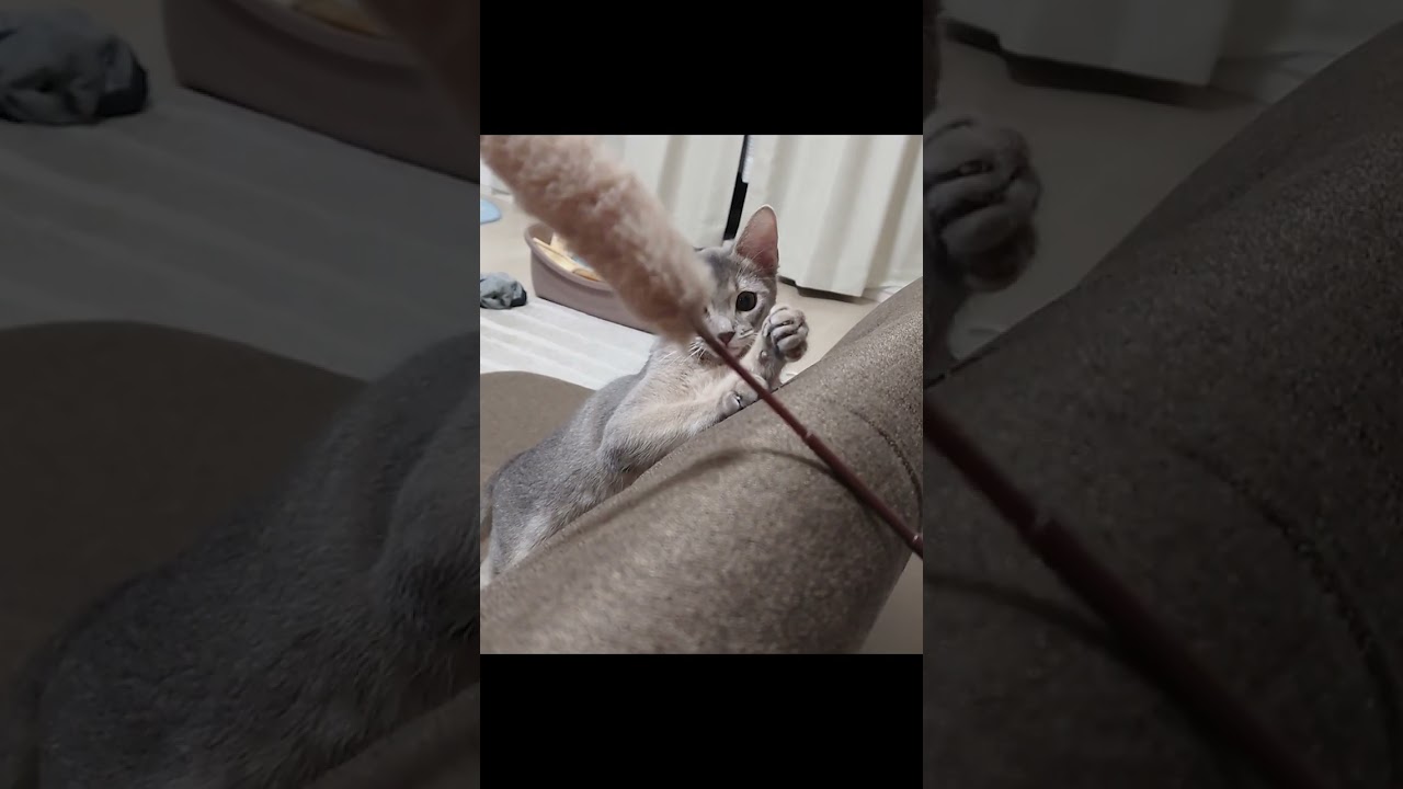 急に遊びスイッチを入れてくる猫 #Shorts