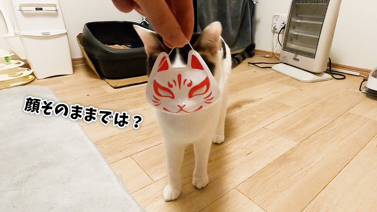 猫にきつね面で遊ばせてみたら、お狐さんがとんでもないことになりました
