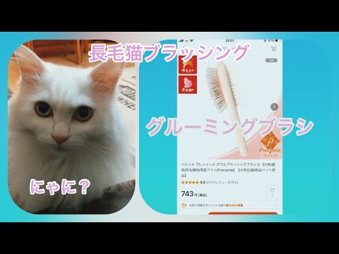 猫　Cats ターキッシュアンゴラのルーちゃん　長毛猫　グルーミング　ブラッシング
