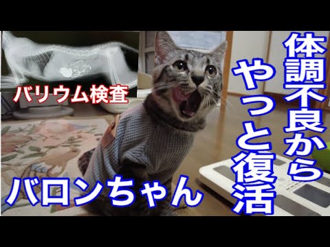 左手のない野良猫のキセキ　里親に出したバロンちゃん、ワクチンが合わずひどい体調不良に、色々な検査、点滴、母の看病のおかげでやっと回復。我が家に残ったシャムズの様子も　#こねこ #保護猫 #cat